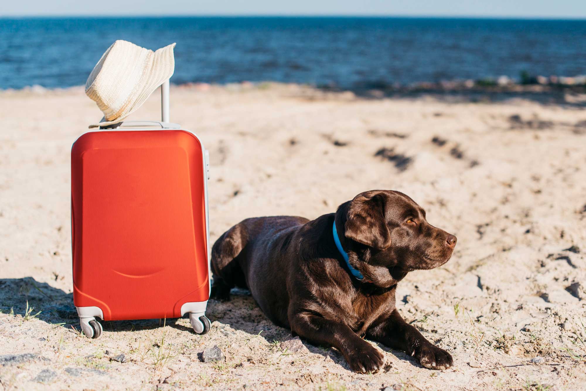 Pet-Friendly Travel on a Budget: Estimating the Cost of Traveling with Your Dog