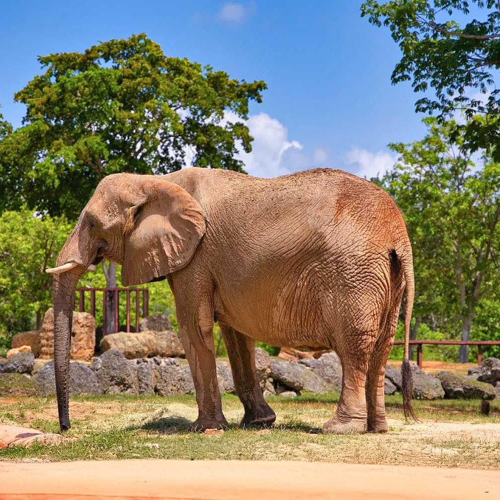 Zoo Miami
