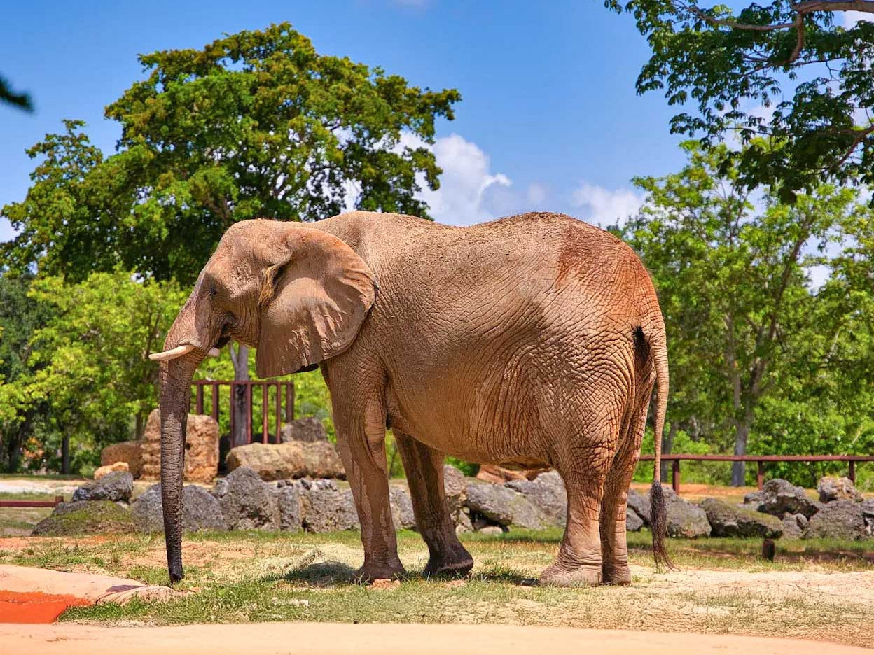 Zoo Miami