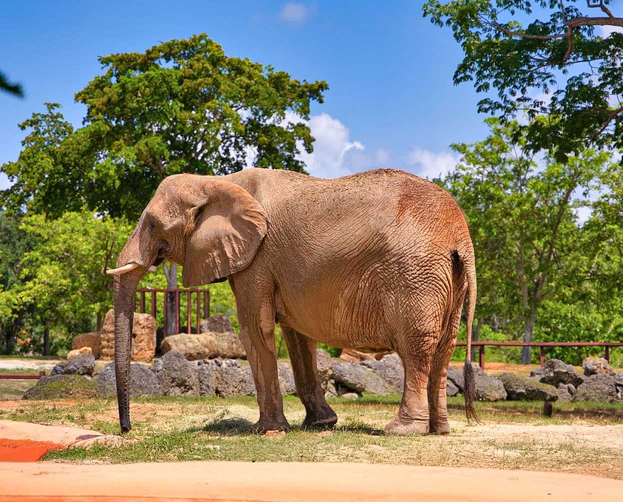 Zoo Miami: Florida’s Subtropical Wildlife Park