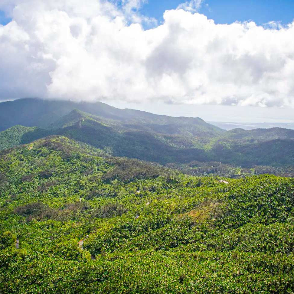 El Yunque National Forest