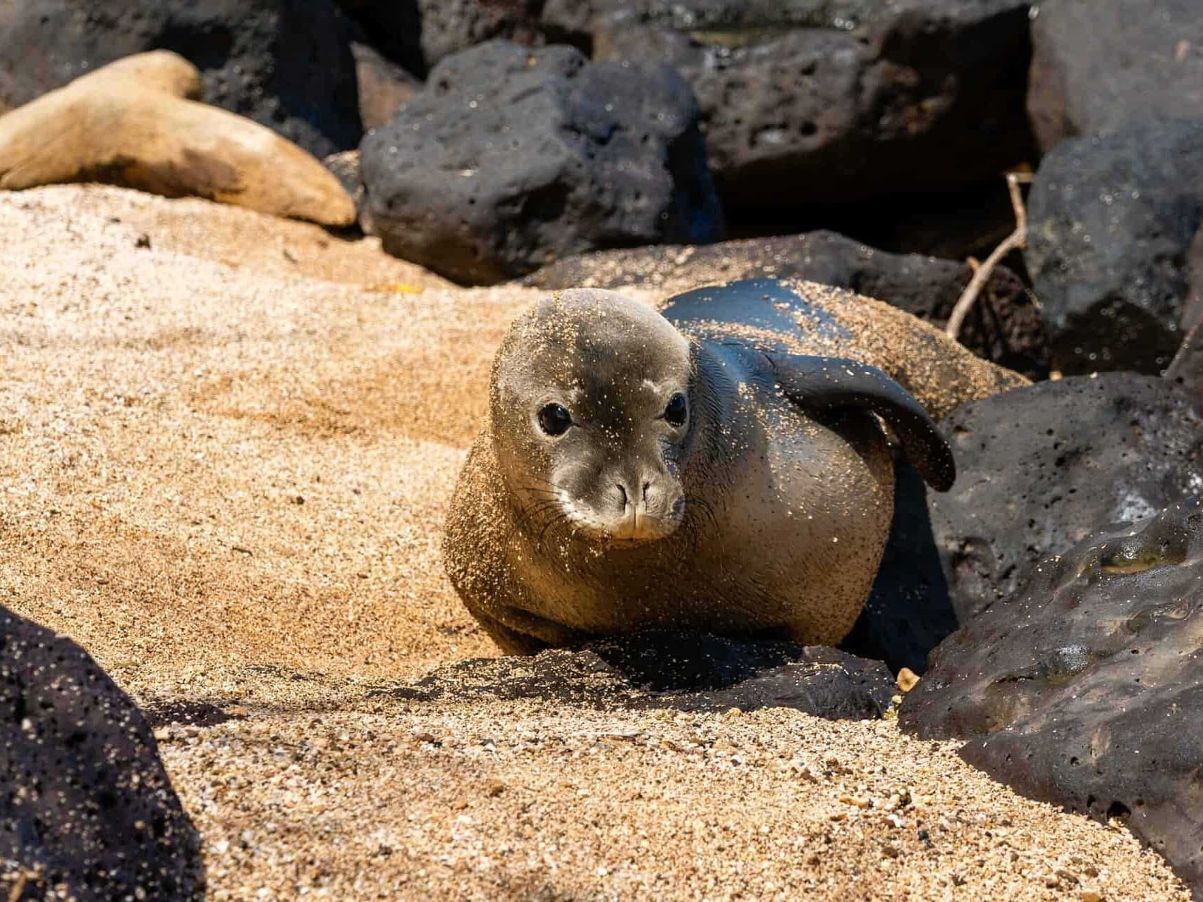 Kauai Marine Life