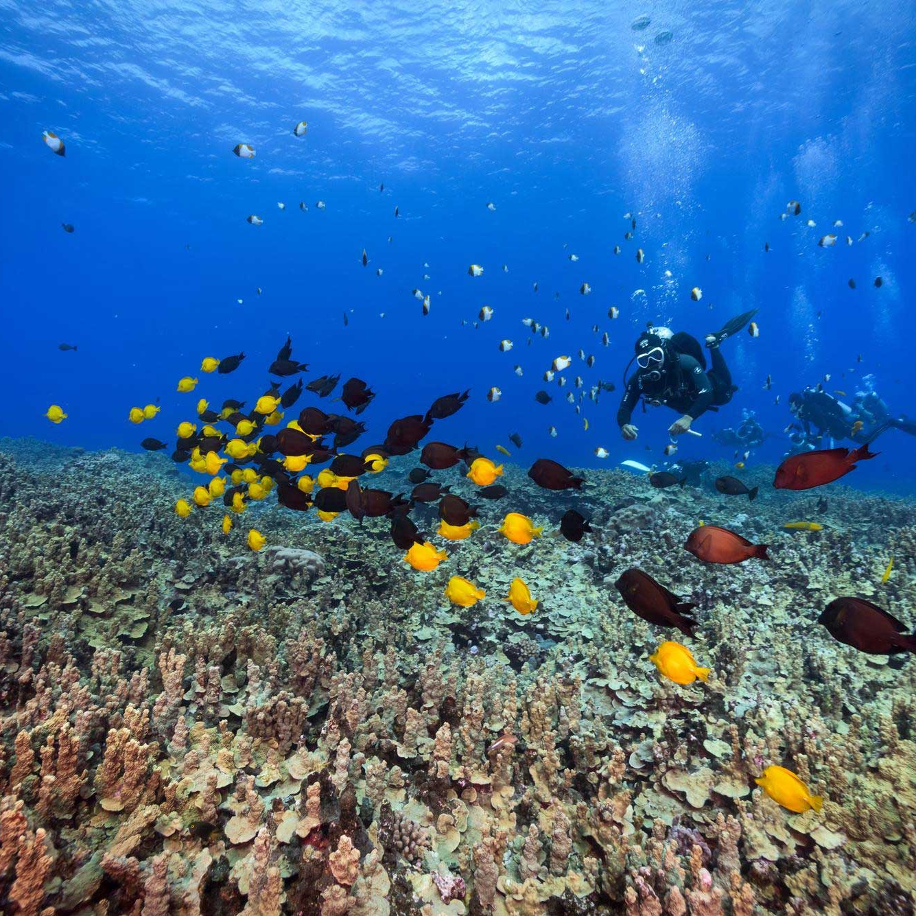 The Best Tropical Diving Destinations