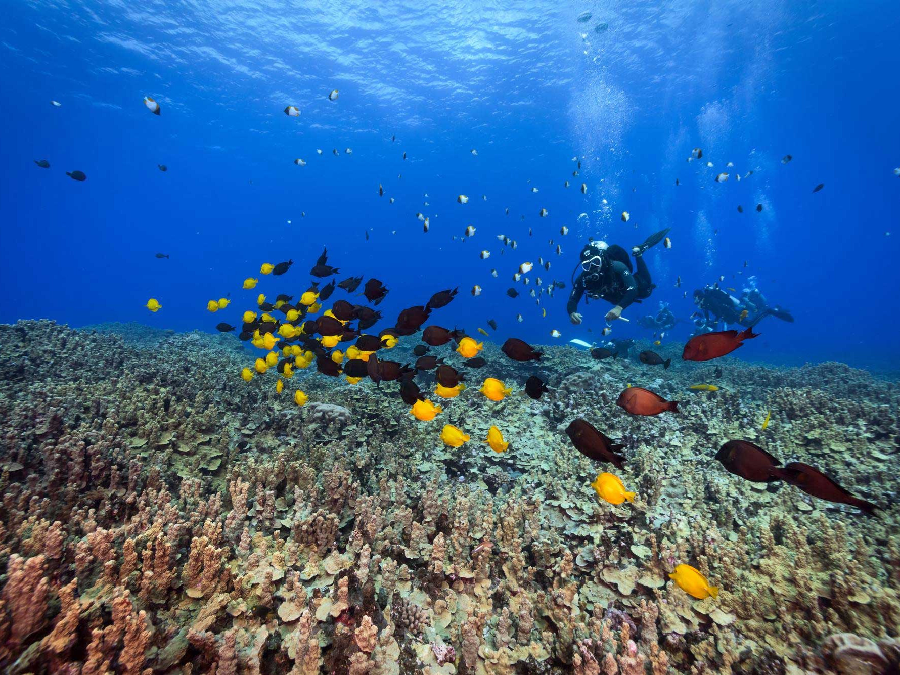 The Best Tropical Diving Destinations