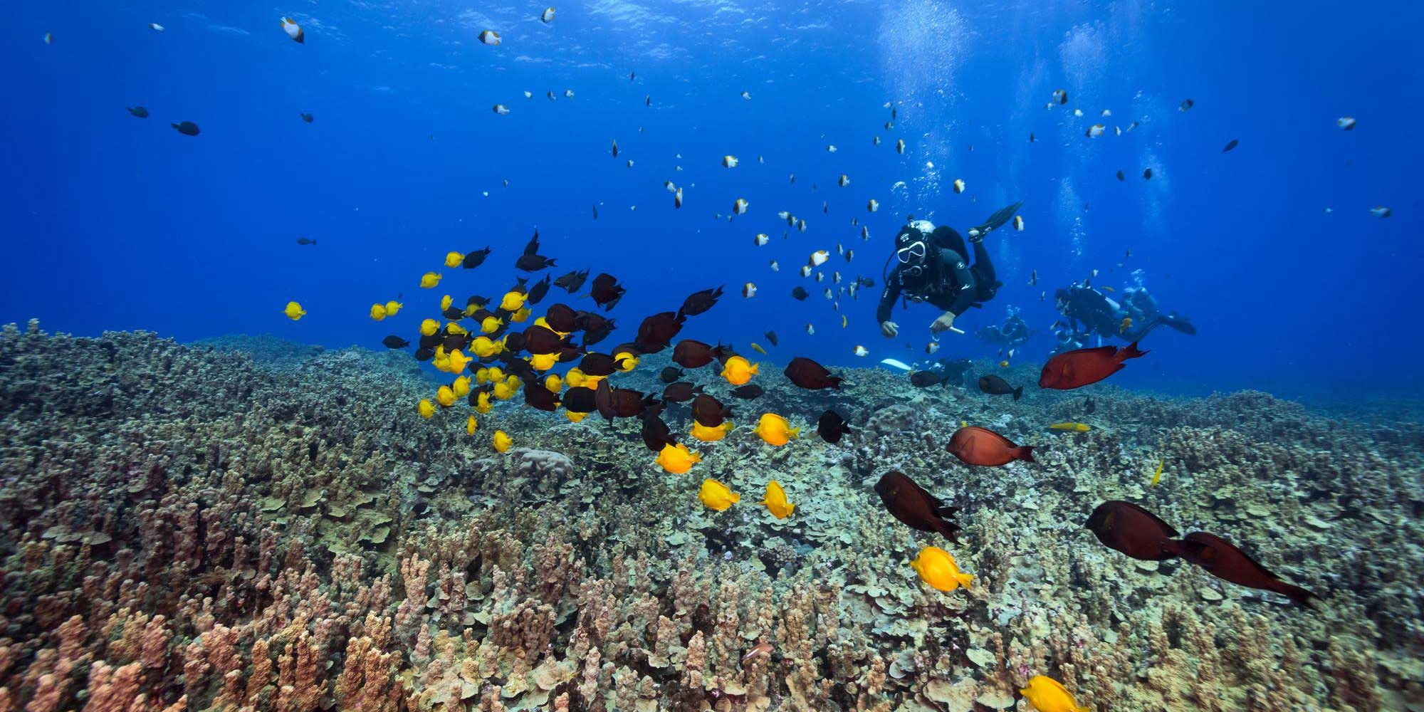 The Best Tropical Diving Destinations