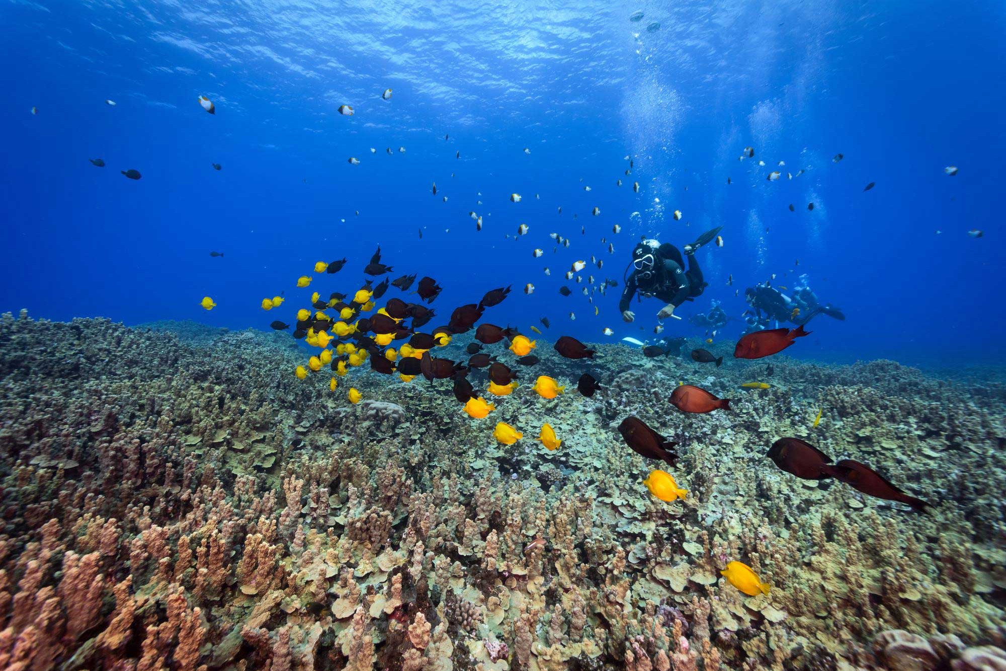 The Best Tropical Diving Destinations