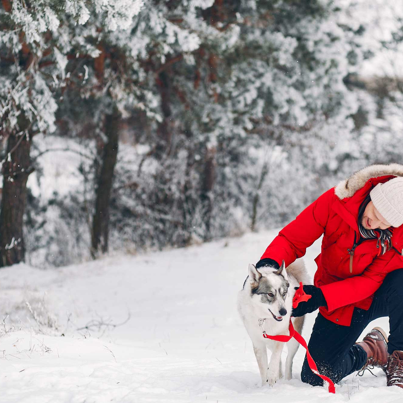 Pet-Friendly Travel Tips for an Alaska Wilderness Adventure