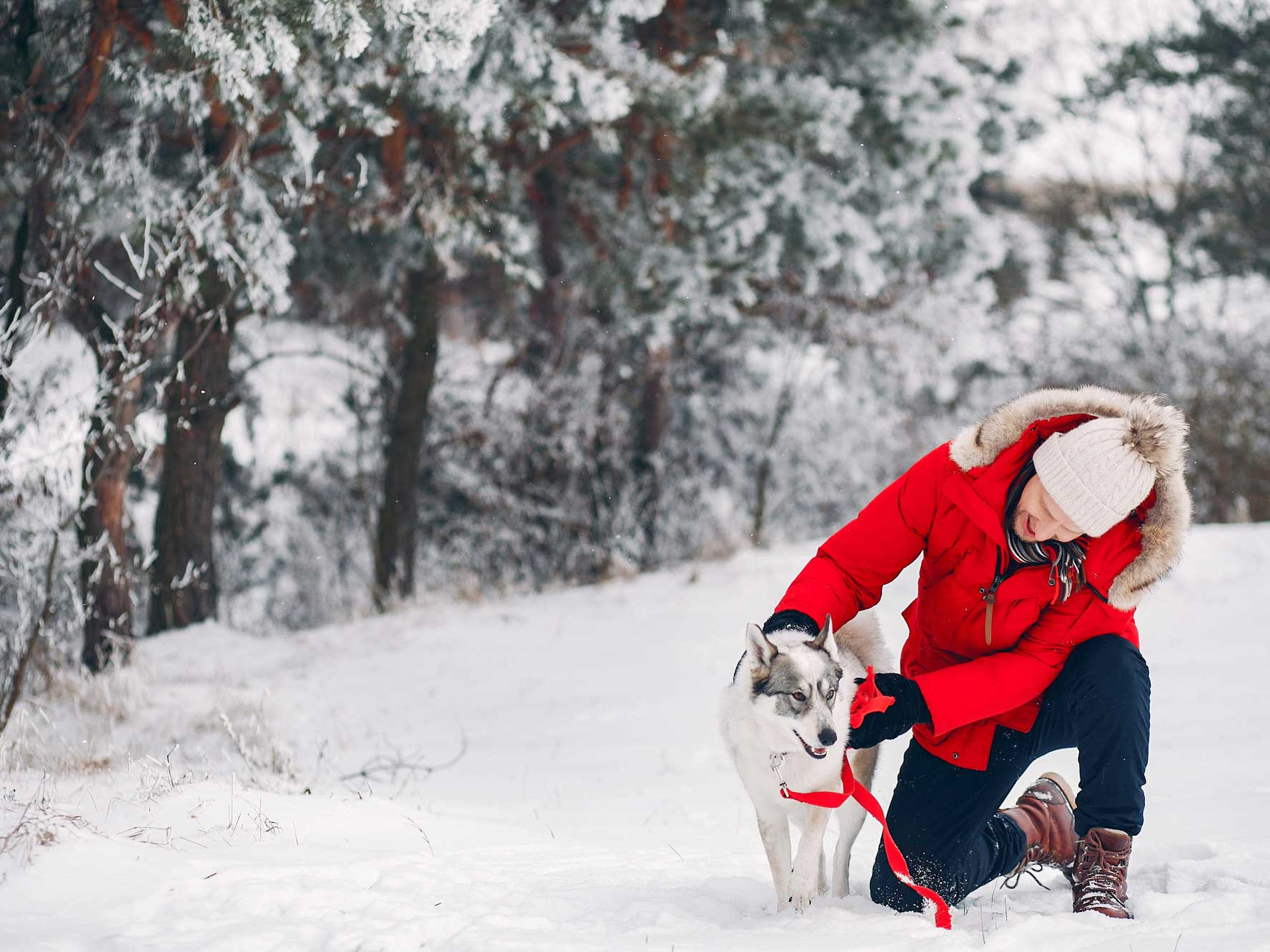 Pet-Friendly Travel Tips for an Alaska Wilderness Adventure