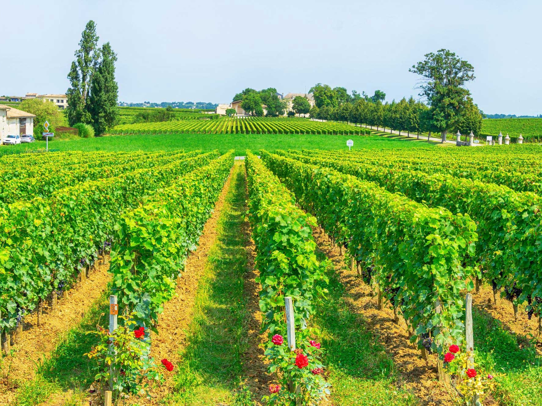 Wine Tourism in Bordeaux Is Moving Towards Eco-Friendly Travel