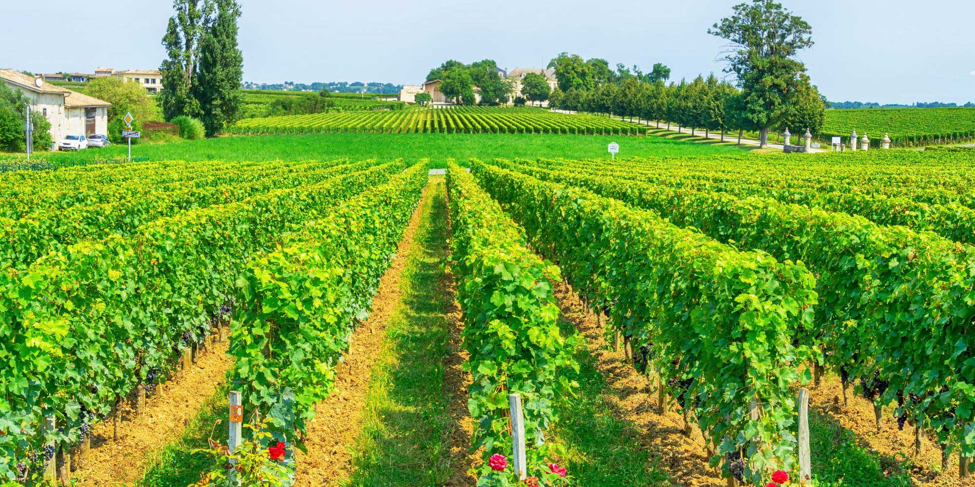 Wine Tourism in Bordeaux Is Moving Towards Eco-Friendly Travel