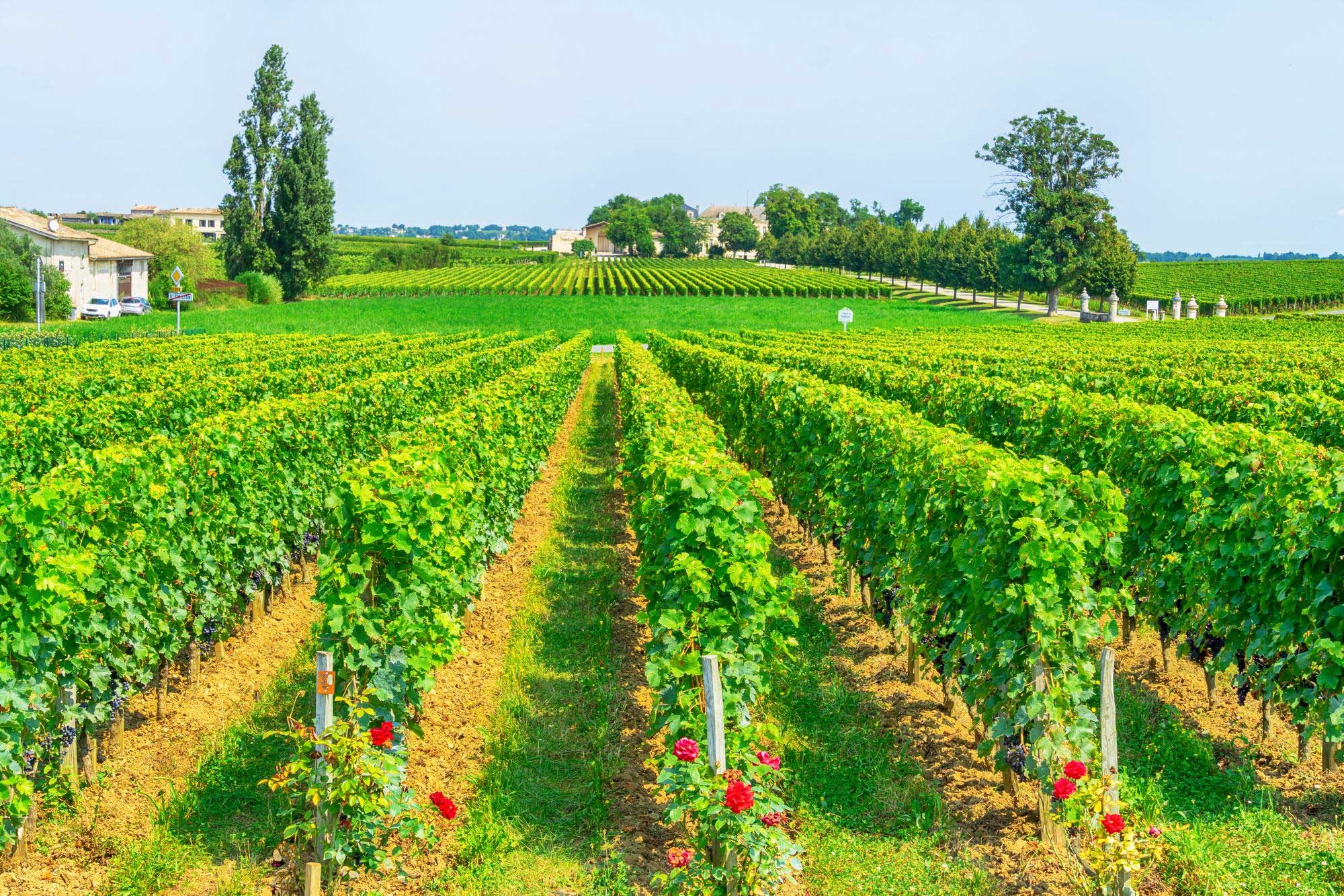 Wine Tourism in Bordeaux Is Moving Towards Eco-Friendly Travel