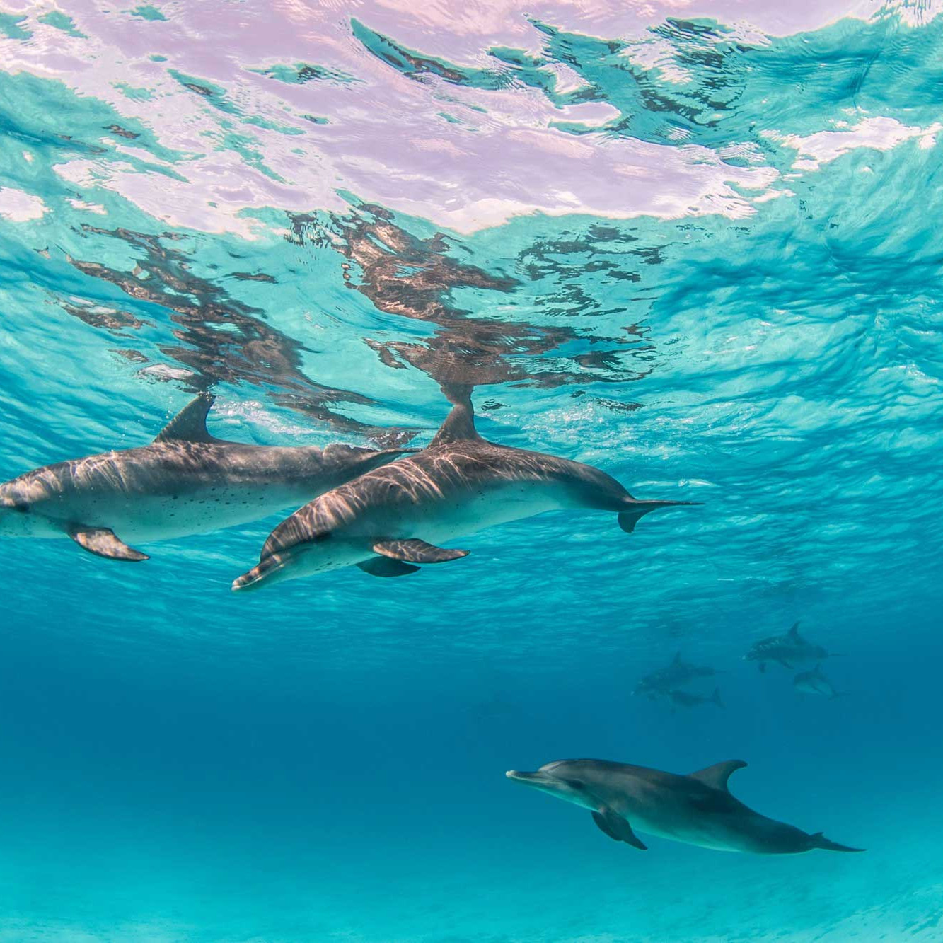What Makes Ko Olina Ocean Adventures Perfect for Family-Friendly Dolphin Tours