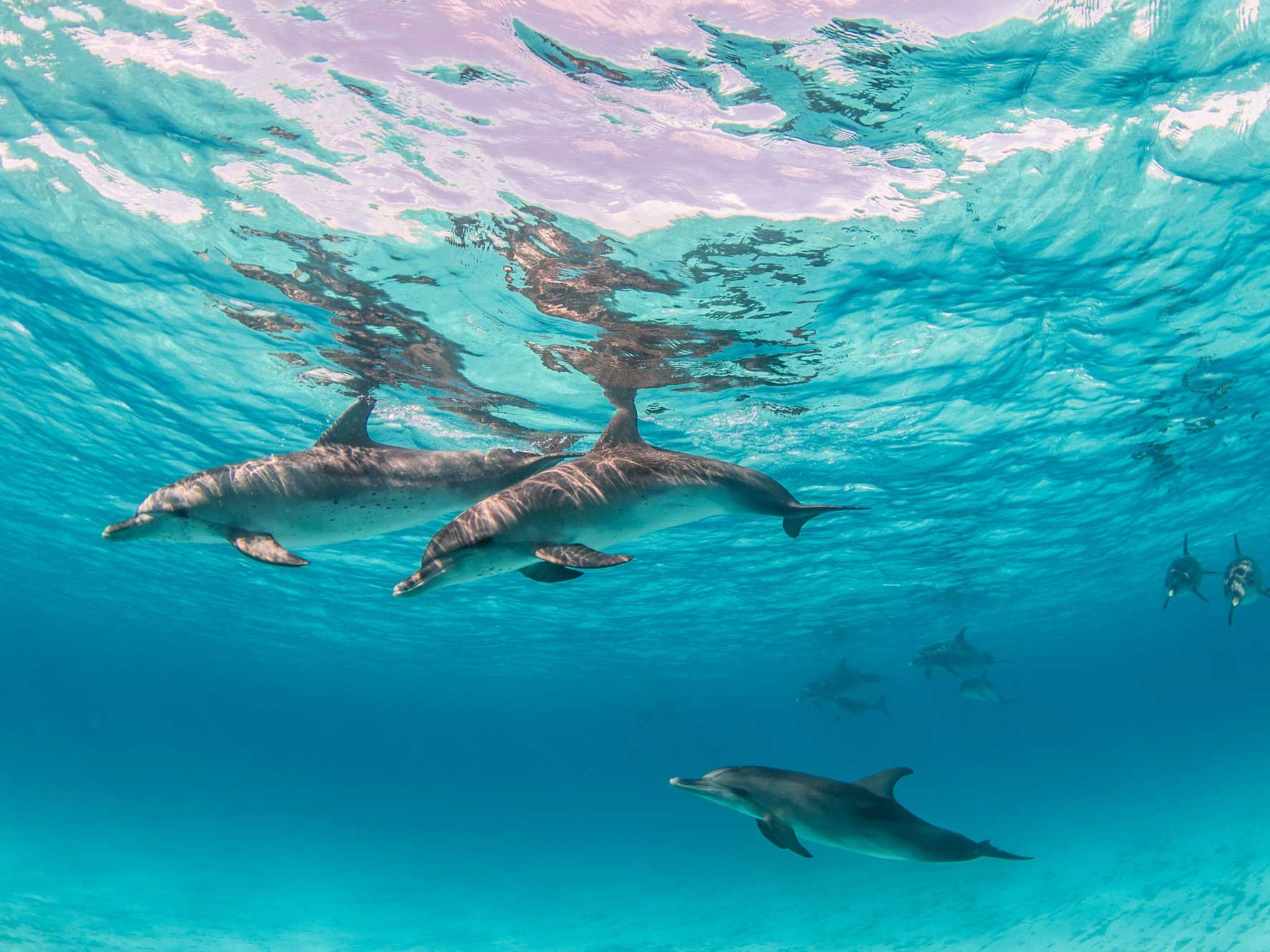 What Makes Ko Olina Ocean Adventures Perfect for Family-Friendly Dolphin Tours