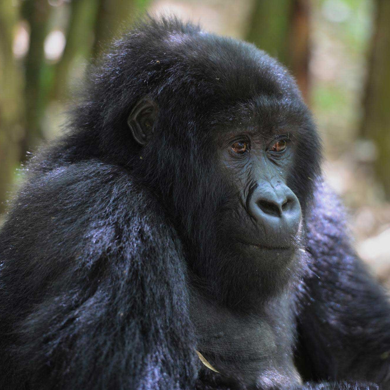 Where to Go in Africa for a Truly Life Changing Wildlife Experience