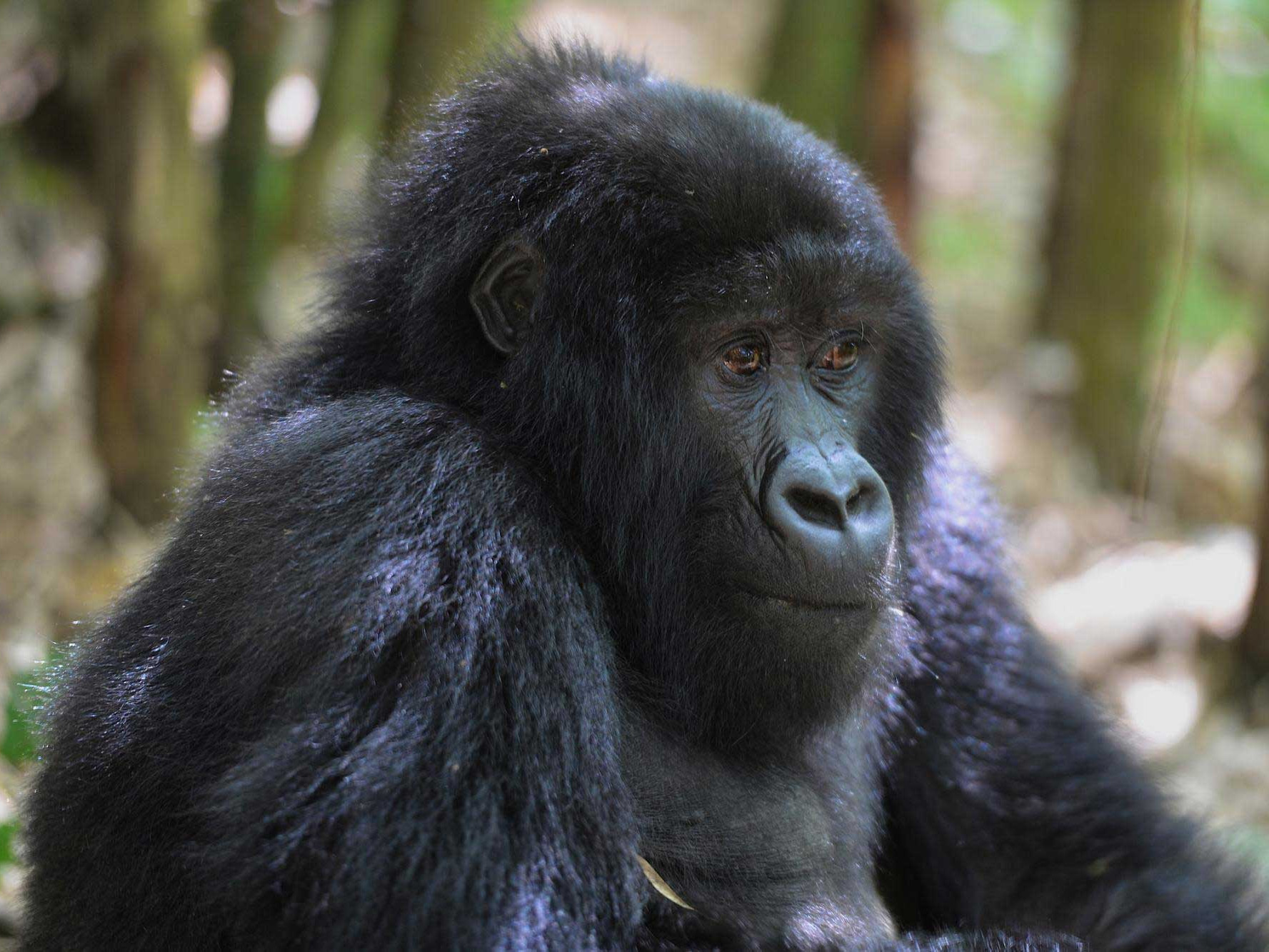 Where to Go in Africa for a Truly Life Changing Wildlife Experience