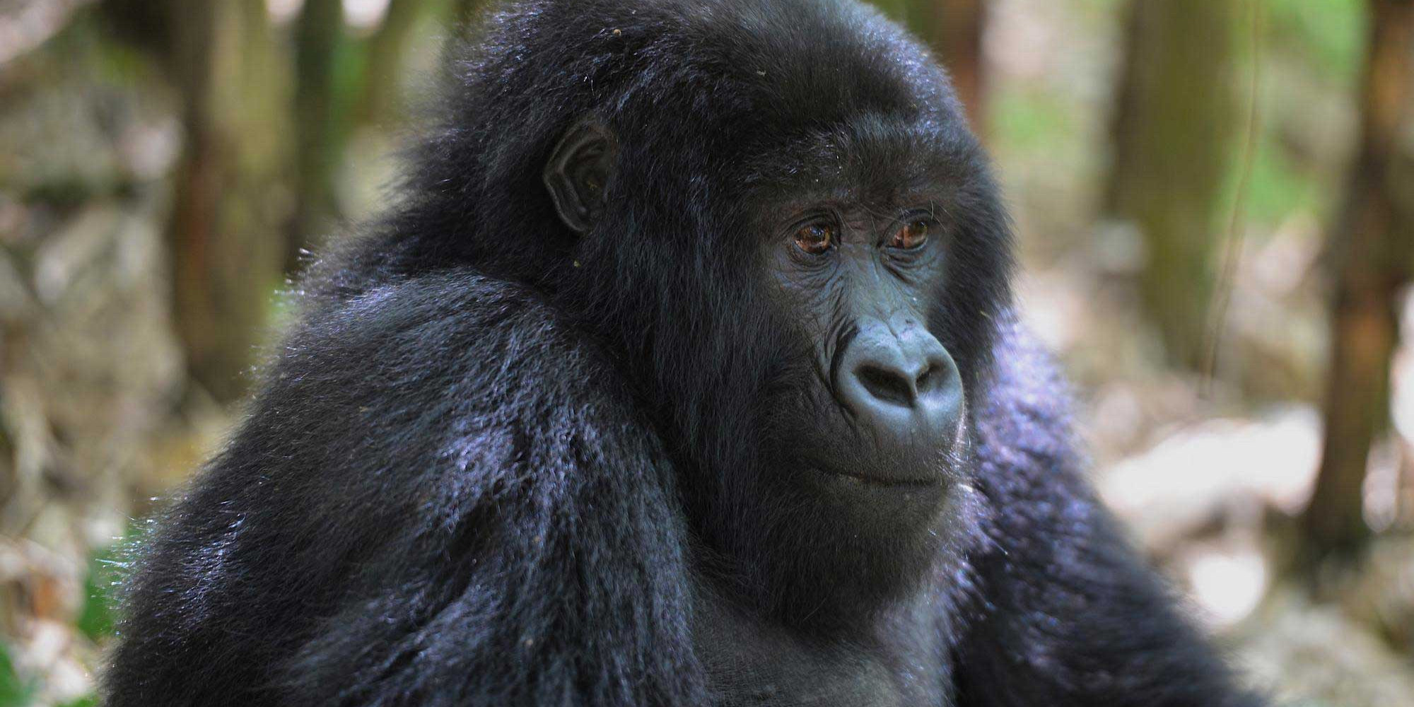 Where to Go in Africa for a Truly Life Changing Wildlife Experience