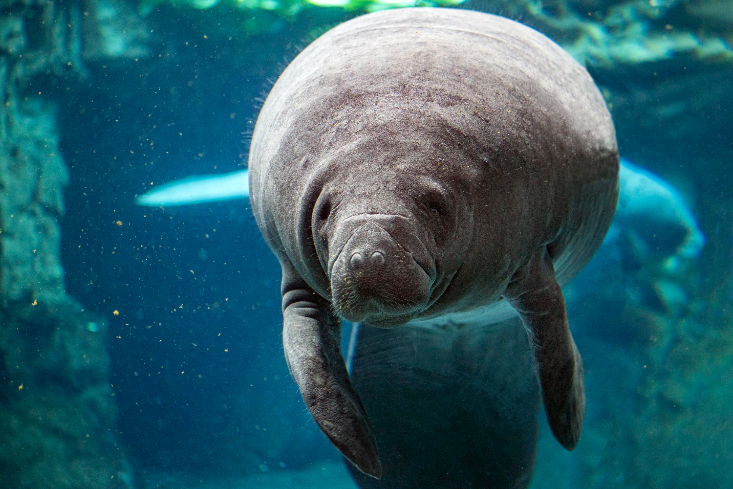Manatee Florida