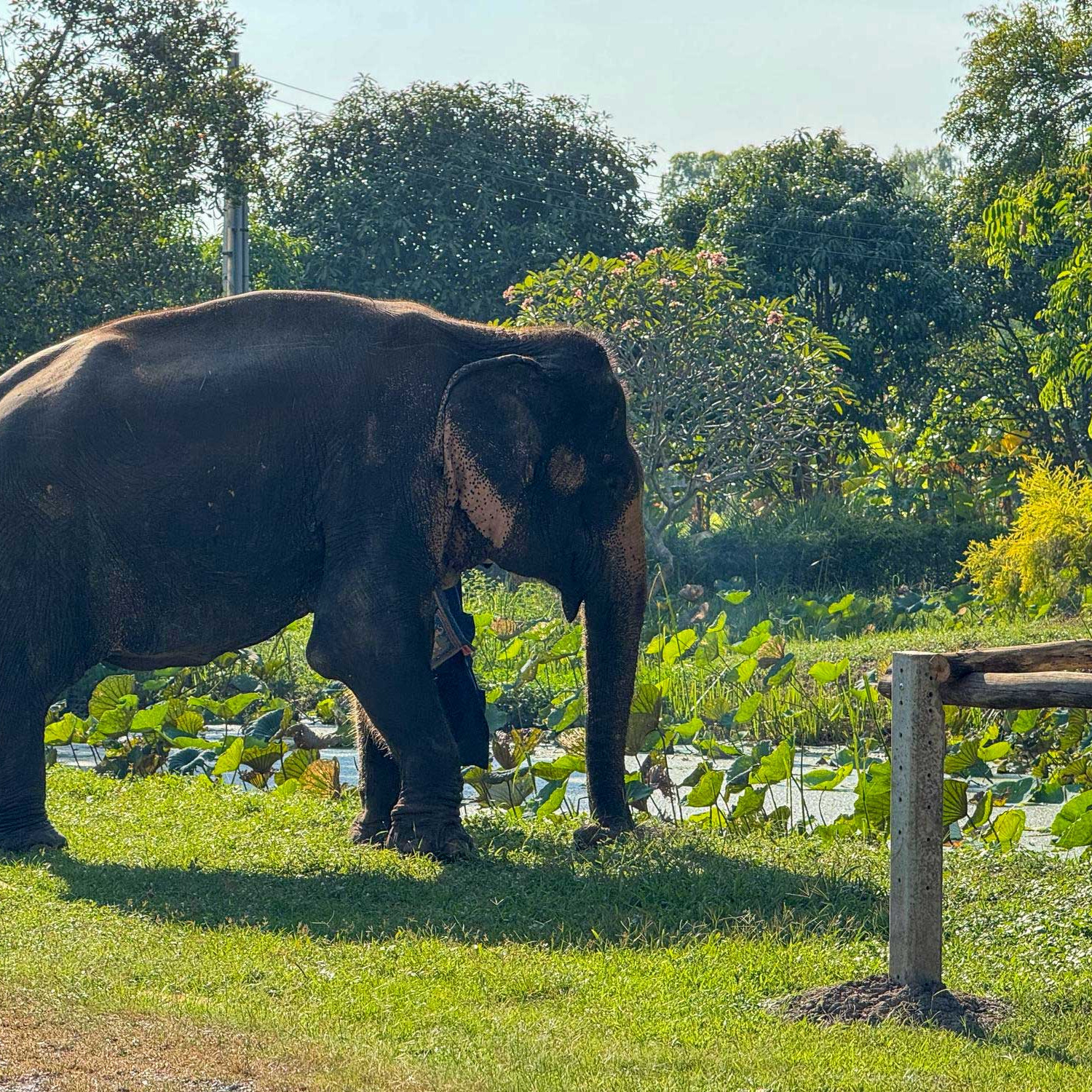 Honest Tips for Finding Ethical Wildlife Tourism in Northern Thailand