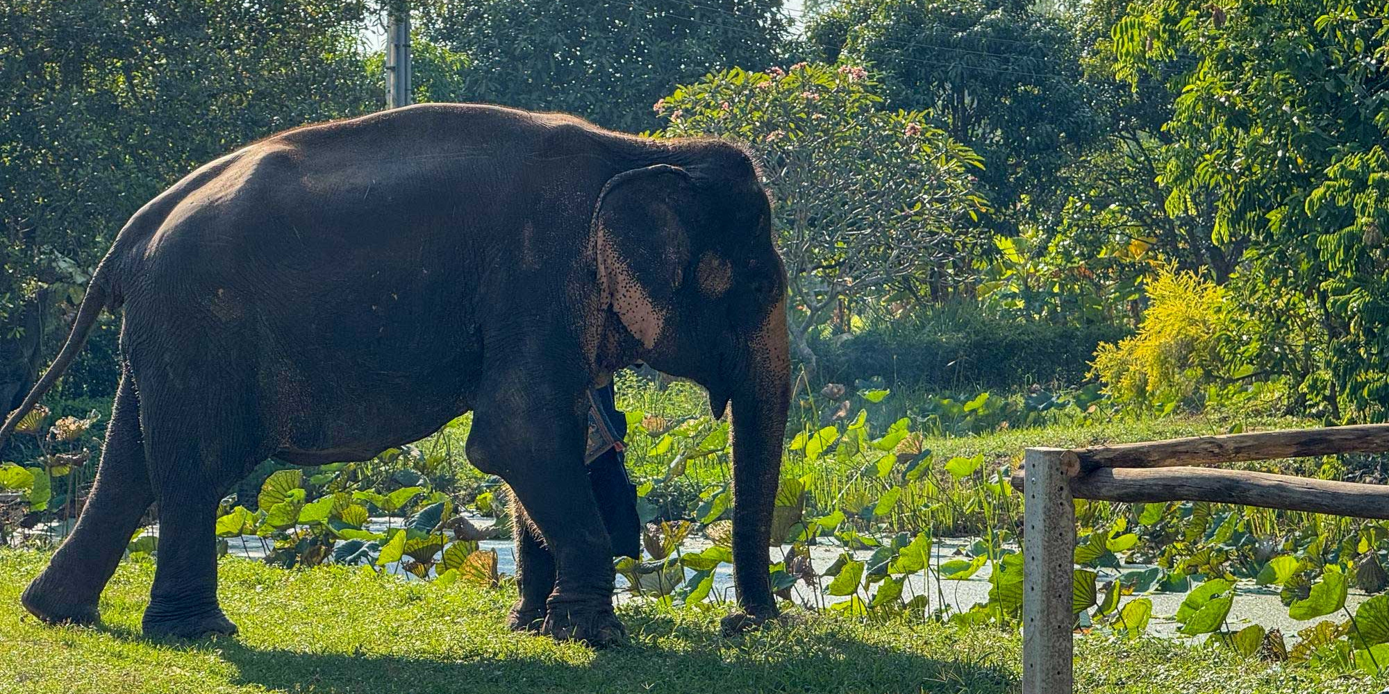 Honest Tips for Finding Ethical Wildlife Tourism in Northern Thailand