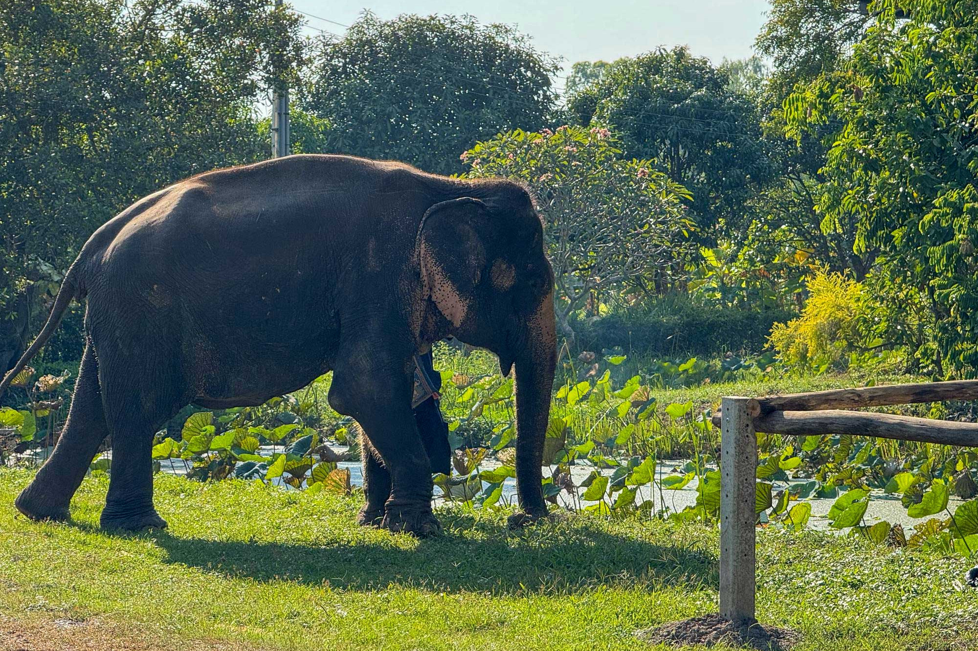 Honest Tips for Finding Ethical Wildlife Tourism in Northern Thailand