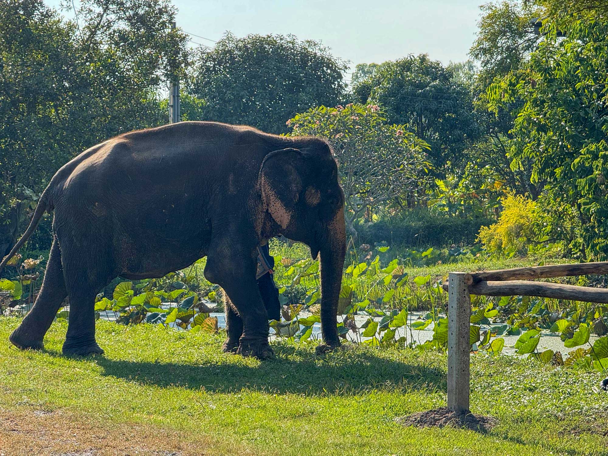 Honest Tips for Finding Ethical Wildlife Tourism in Northern Thailand