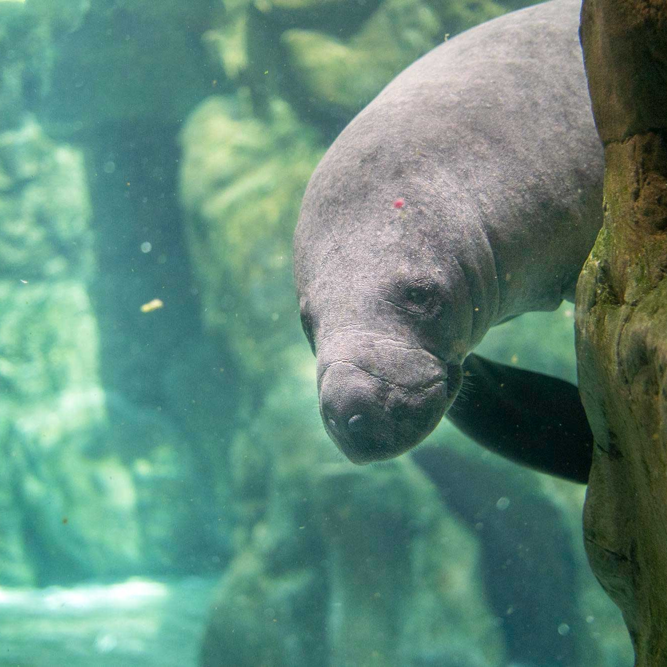 Manatee Season Florida