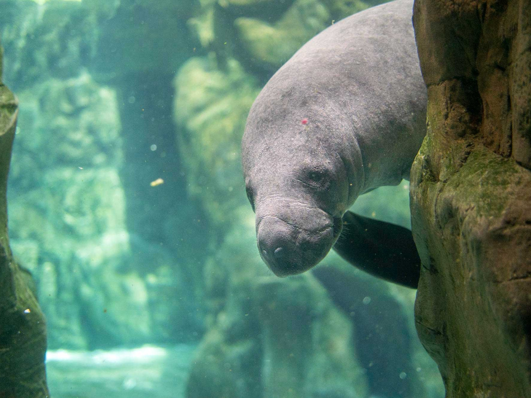 Manatee Season Florida