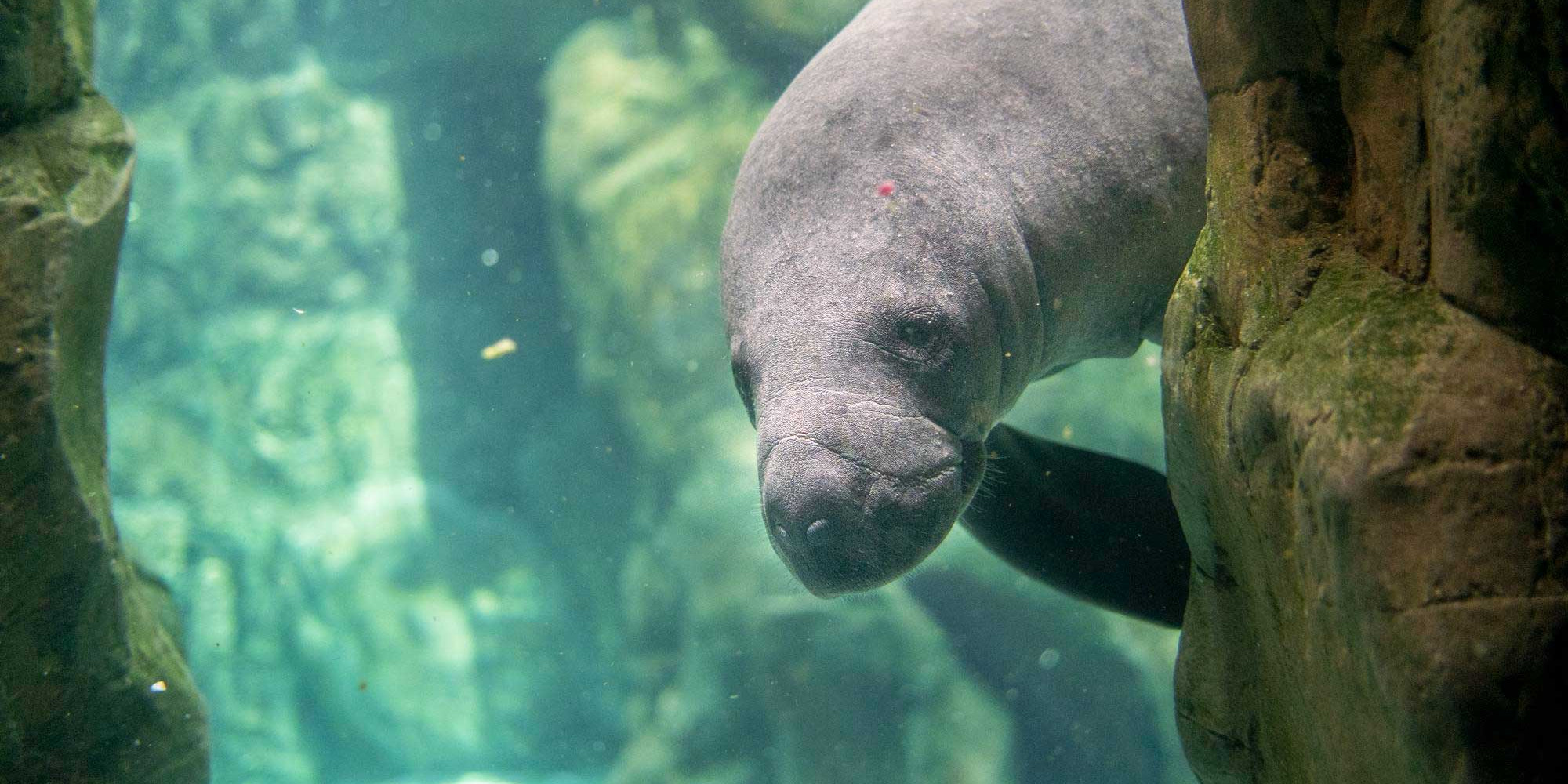 Manatee Season Florida