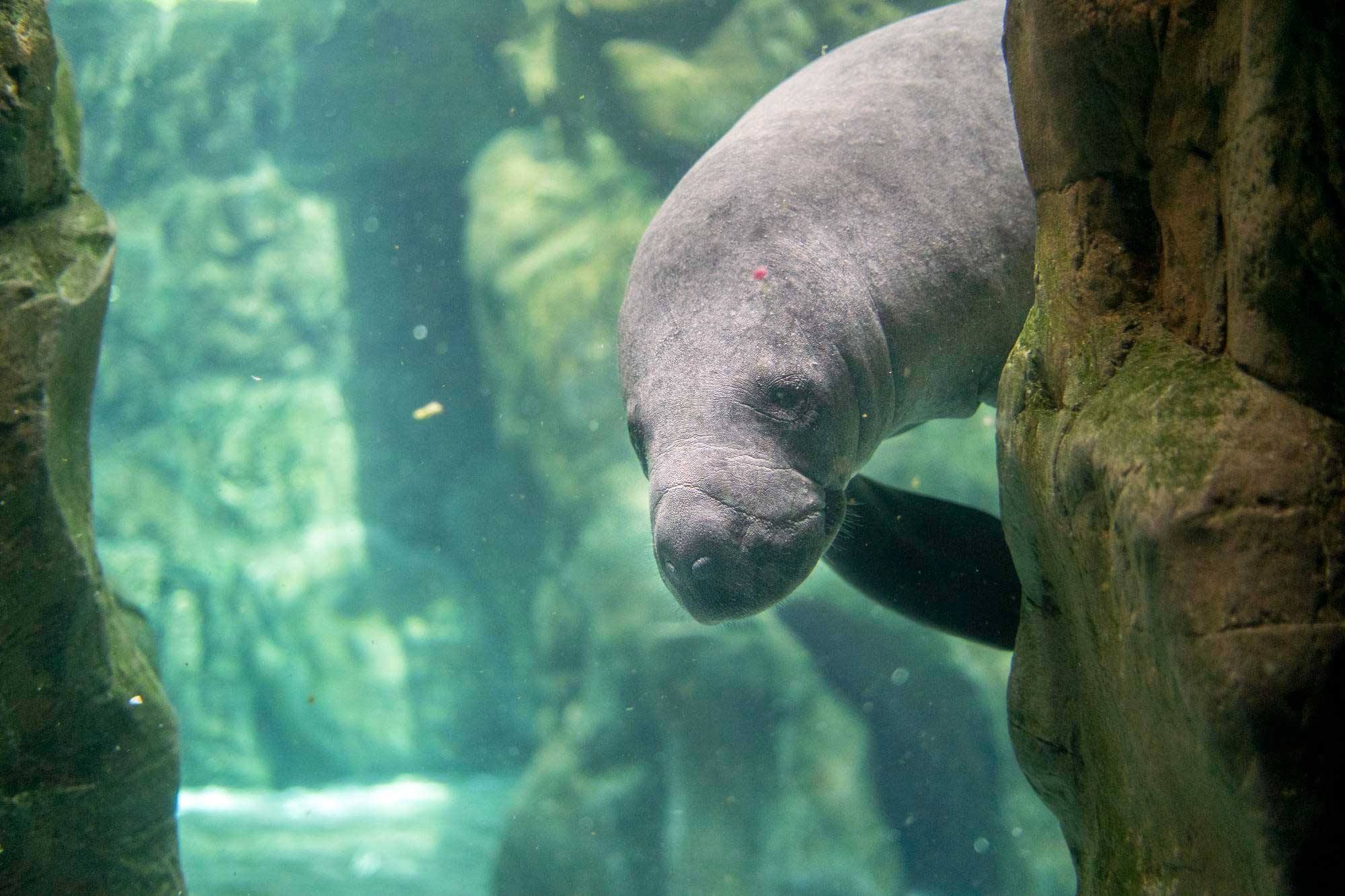 Manatee Season Florida