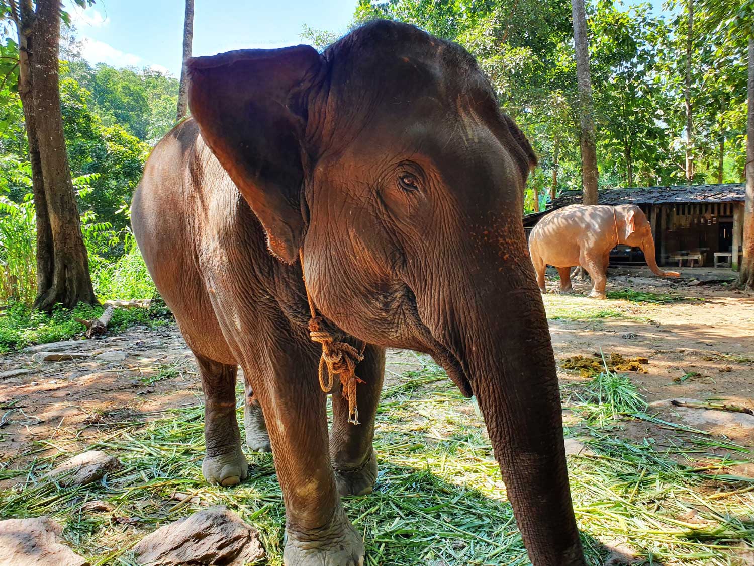 Thailand Animal Sanctuary