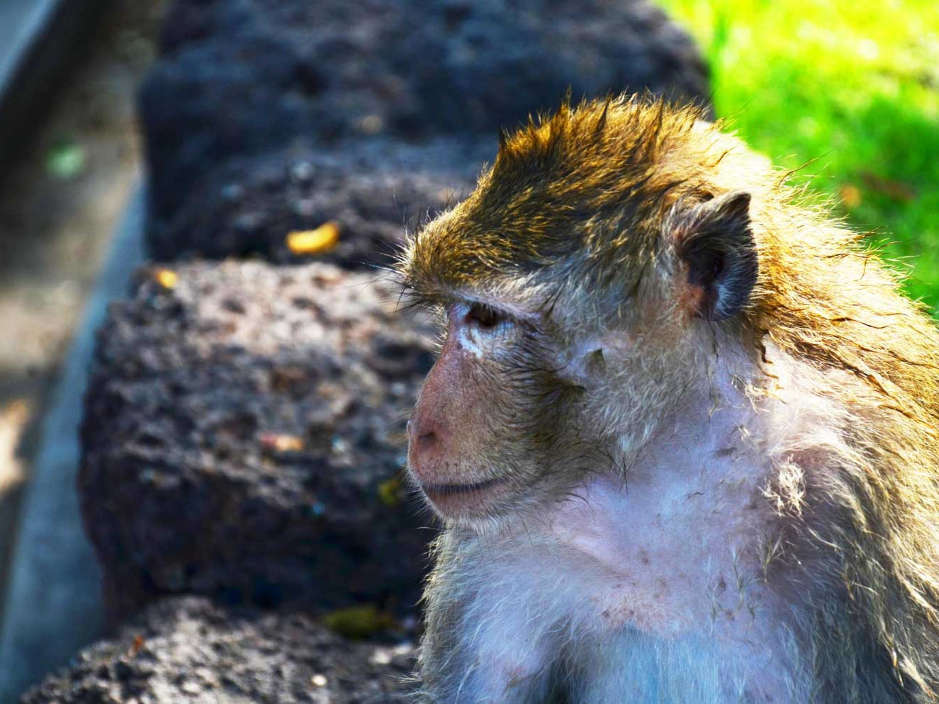 Ethical Wildlife Tourism in Northern Thailand for Mindful Solo Female Travellers