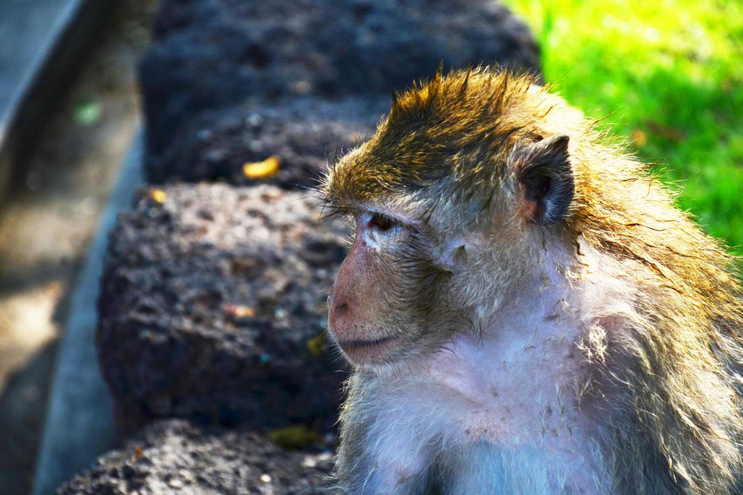 Ethical Wildlife Tourism in Northern Thailand for Mindful Solo Female Travellers
