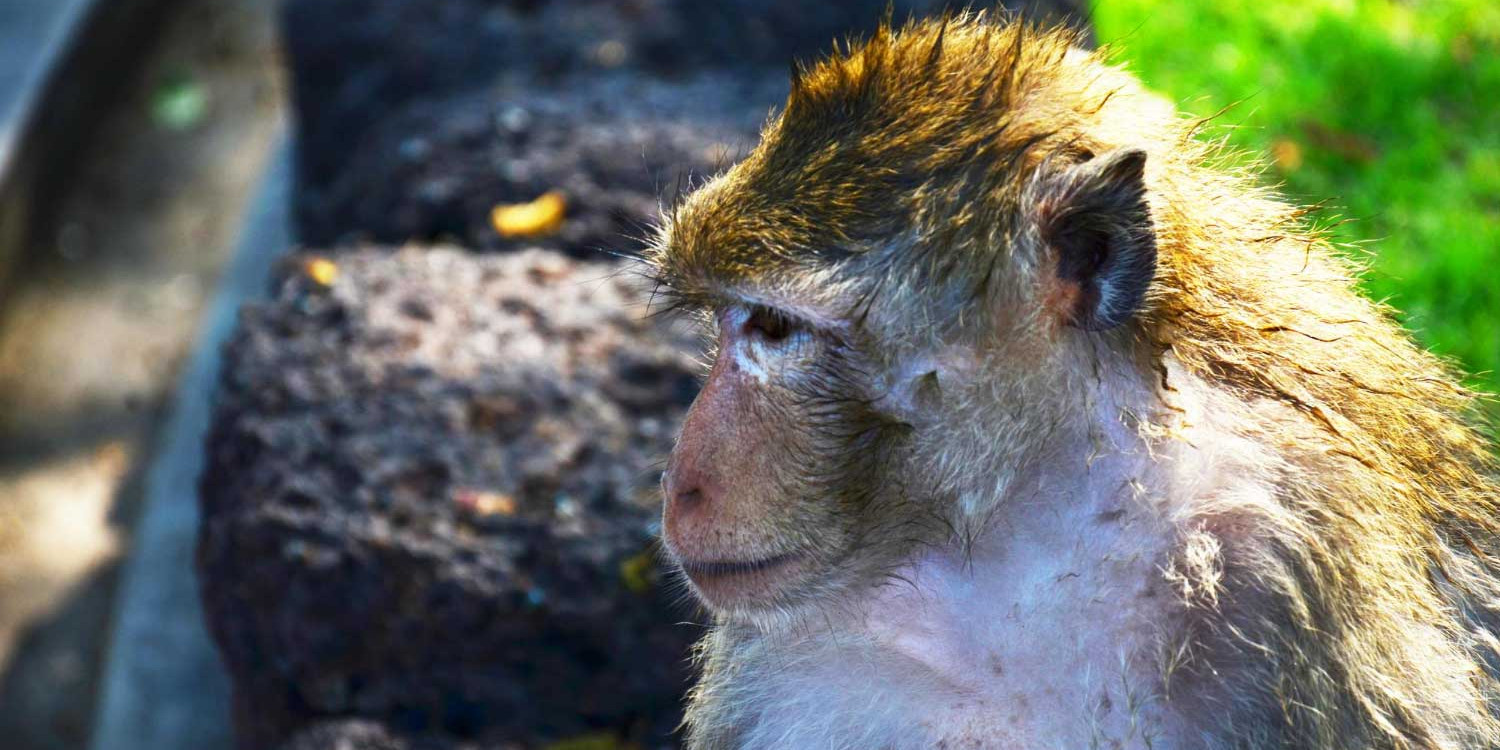 Ethical Wildlife Tourism in Northern Thailand for Mindful Solo Female Travellers