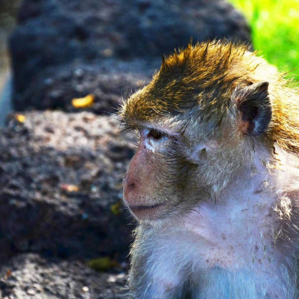 Ethical Wildlife Tourism in Northern Thailand for Mindful Solo Female Travellers